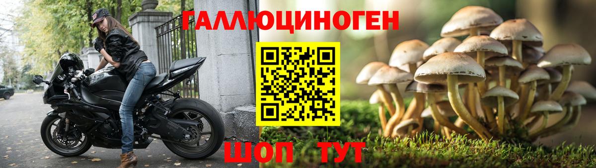 где купить наркотик  Псилоцибиновые грибы мицелий  Галлюциногенные грибы Psilocybe  Вход с VPN  Дивногорск 